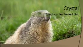  Presentation with alps - Cool new PPT layouts with groundhog - marmot in the alps backdrop and a seafoam green colored foreground