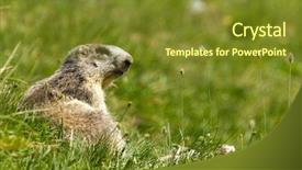  Presentation with summer camp volunteer orientation - Presentation theme consisting of groundhog - marmot in the alps background and a tawny brown colored foreground