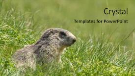  Presentation with winter in the swiss alps - Audience pleasing PPT theme consisting of groundhog - marmot in the alps backdrop and a  colored foreground