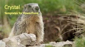  Presentation with alps - Amazing theme having groundhog - marmot in the alps backdrop and a tawny brown colored foreground