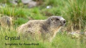  Presentation with alps - Theme with groundhog - marmot in the alps background and a  colored foreground