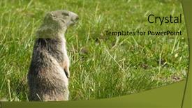  Presentation with winter in the swiss alps - Audience pleasing PPT theme consisting of groundhog - marmot in the alps backdrop and a  colored foreground