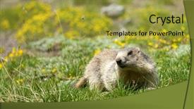  Presentation with culture french russia kids - Presentation design consisting of groundhog - marmot in the french alps background and a gold colored foreground