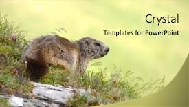  Presentation with alpine - Theme having groundhog - marmot on an alpine field background and a blonde colored foreground