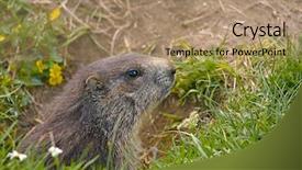  Presentation with field and stream - PPT theme featuring groundhog - marmot on an alpine field background and a coral colored foreground