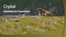  Presentation with leafy rice field - Presentation theme having groundhog - marmot on an alpine field background and a dark gray colored foreground