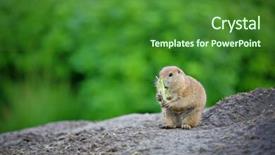  Presentation with dog food - Slide deck consisting of groundhog - prairie dog chewing food background and a  colored foreground