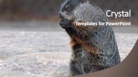  Presentation with varicose veins on a legs - Colorful theme enhanced with groundhog standing on hind legs backdrop and a dark gray colored foreground