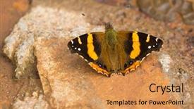  Presentation with butterfly - Slide deck having groundsback - back of abyssinian admiral butterfly background and a yellow colored foreground