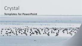  Presentation with group - Presentation enhanced with group-brent-gooses-wading background and a light gray colored foreground