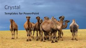  Presentation with mongolia - Amazing slide set having group camels in steppe under storm clouds sky mongolia backdrop and a light blue colored foreground