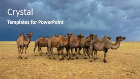  Presentation with storm clouds - Colorful theme enhanced with group-camels-in-steppe-under backdrop and a teal colored foreground
