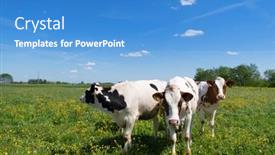  Presentation with dutch - Presentation design featuring group-cows-in-typical-dutch background and a teal colored foreground