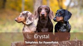  Presentation with dogs - Presentation theme having group-dachshunds-dogs background and a tawny brown colored foreground