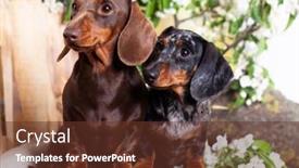  Presentation with jasmine spring flowers - Presentation design having group-dogs-dachshunds-and-flowers background and a tawny brown colored foreground