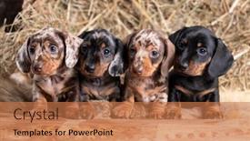  Presentation with rabbit - Colorful PPT layouts enhanced with group-dogs-dachshunds-puppies backdrop and a coral colored foreground