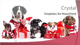  Presentation with dogs - Colorful PPT theme enhanced with group-dogs-wearing-a-santa backdrop and a white colored foreground