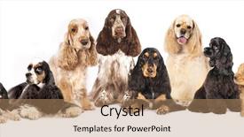  Presentation with english - Audience pleasing PPT theme consisting of group english cocker spaniels backdrop and a coral colored foreground