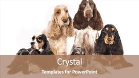  Presentation with english - Cool new presentation design with group english cocker spaniels backdrop and a coral colored foreground
