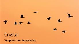  Presentation with geese flying - Colorful presentation enhanced with group flying geese with sunset backdrop and a yellow colored foreground