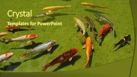 Presentation with fish pond - Presentation design consisting of group od koi fishes background and a tawny brown colored foreground
