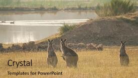  Presentation with kangaroo - Presentation design having group od wild australian kangaroos background and a coral colored foreground
