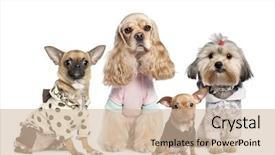  Presentation with sad dog abandoned dogs - Slides having group of 4 dogs dressed background and a soft green colored foreground