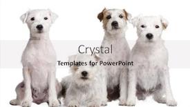  Presentation with russell - Presentation featuring group of 4 parson russell terrier in front of a white background background and a light gray colored foreground