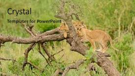  Presentation with name - Audience pleasing slide deck consisting of group of a lion cubs backdrop and a yellow colored foreground