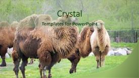 Presentation with zoo - PPT layouts having group-of-adult-bactrian-camels background and a mint green colored foreground