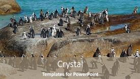  Presentation with coastal - Presentation theme with group-of-african-penguins-spheniscus background and a coral colored foreground