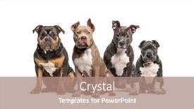  Presentation with bully - Slide set having group-of-american-bully-dogs background and a coral colored foreground