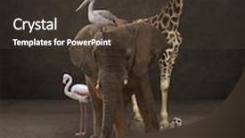  Presentation with animals - Cool new slide deck with neck trunk - group of animals indoor backdrop and a tawny brown colored foreground