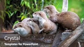  Presentation with group - Theme having group-of-asian-short-clawed background and a dark gray colored foreground