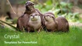  Presentation with group - Theme having group-of-asian-small-clawed background and a tawny brown colored foreground