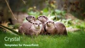  Presentation with asian - Slide deck enhanced with group-of-asian-small-clawed background and a tawny brown colored foreground