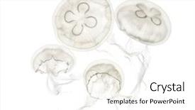  Presentation with jellyfish - Presentation design with group of aurelia aurita jellyfish background and a white colored foreground