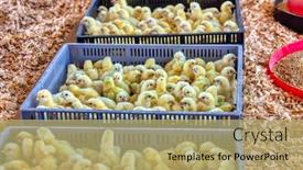  Presentation with chicks - Cool new presentation theme with group-of-baby-chicks backdrop and a yellow colored foreground