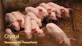  Presentation with pig farm - Presentation consisting of group of baby pigs background and a tawny brown colored foreground