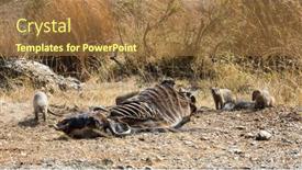  Presentation with group - PPT layouts having group-of-banded-mongooses-mungos background and a tawny brown colored foreground