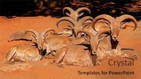  Presentation with sheep - Presentation design consisting of group-of-barbary-sheep-ammotragus background and a red colored foreground