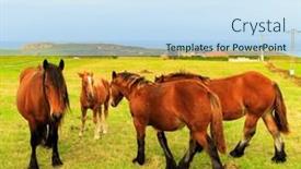  Presentation with beautiful-green - Theme featuring group-of-beautiful-horses background and a sky blue colored foreground