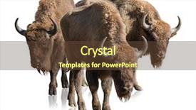  Presentation with bison - Slide deck with group of bisons isolated background and a tawny brown colored foreground