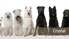 Presentation with dogs - Slides enhanced with group of black and white background and a coral colored foreground