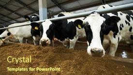  Presentation with dairy - PPT layouts with group-of-black-and-white background and a tawny brown colored foreground