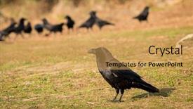  Presentation with crow - PPT layouts consisting of group of black crows background and a yellow colored foreground