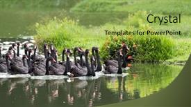  Presentation with lake - Presentation enhanced with group-of-black-swans background and a yellow colored foreground