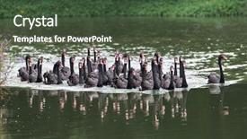  Presentation with lake - Amazing PPT theme having group-of-black-swans backdrop and a tawny brown colored foreground