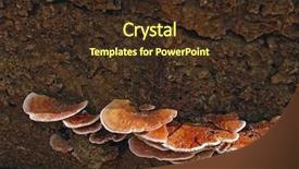  Presentation with fungi - Audience pleasing slide set consisting of group-of-bracket-fungi backdrop and a tawny brown colored foreground