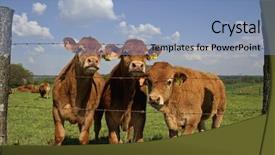 Presentation with brown - Cool new PPT theme with group of brown cows behind backdrop and a light blue colored foreground